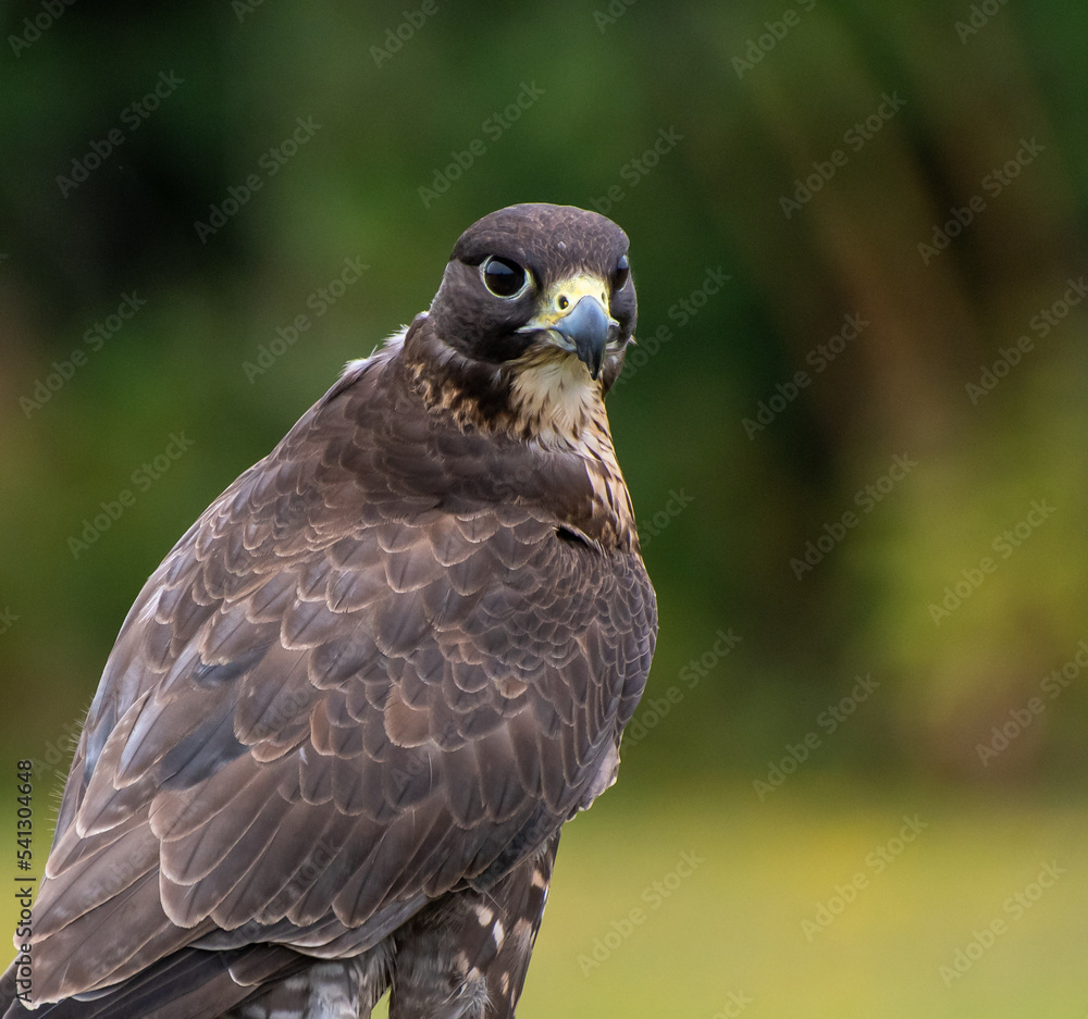 Fototapeta premium A portrait of A Gyr Peregrine Barbary Falcon