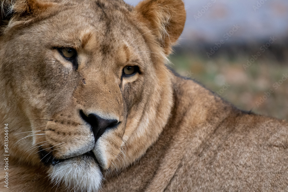 A portrait of An African Lion A portrait of An African Lion