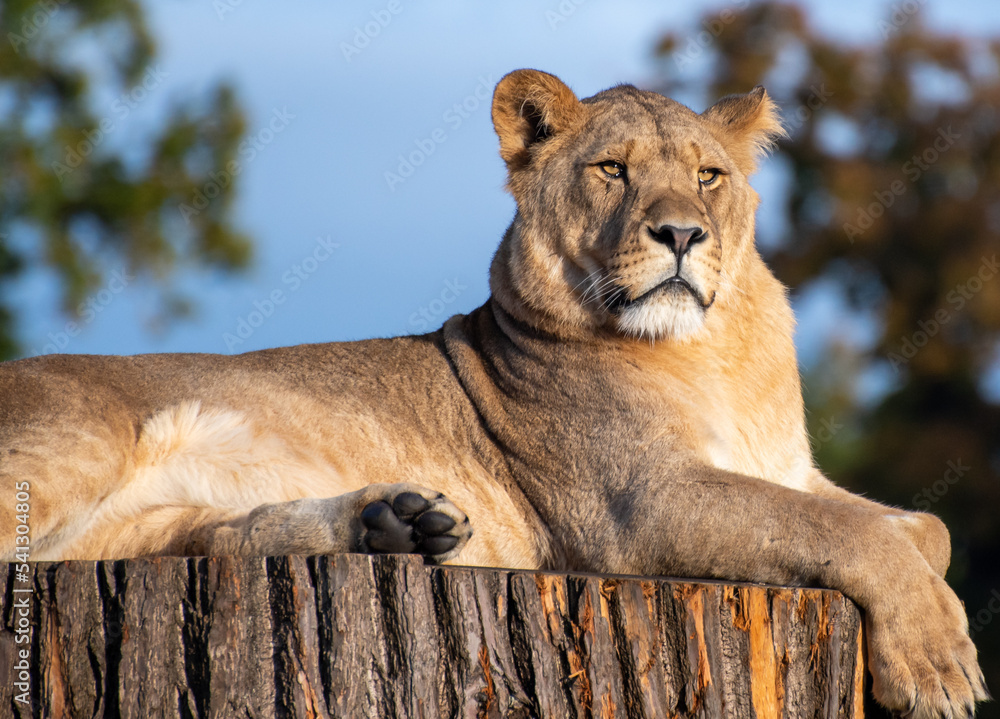 Obraz premium A portrait of An African Lion