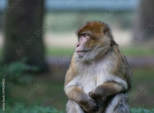 A portrait of A macaque Monkey