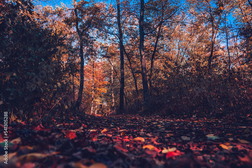 Path in autumn forest with sky in background