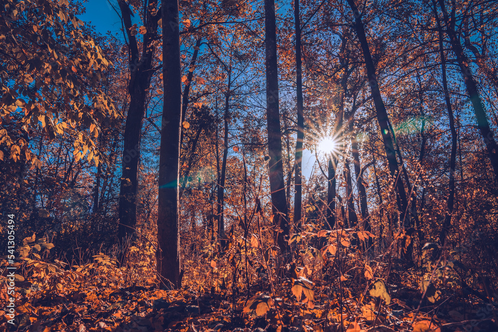 Beautiful landscape of forest in autumn with lens flare Beautiful landscape of forest in autumn with lens flare