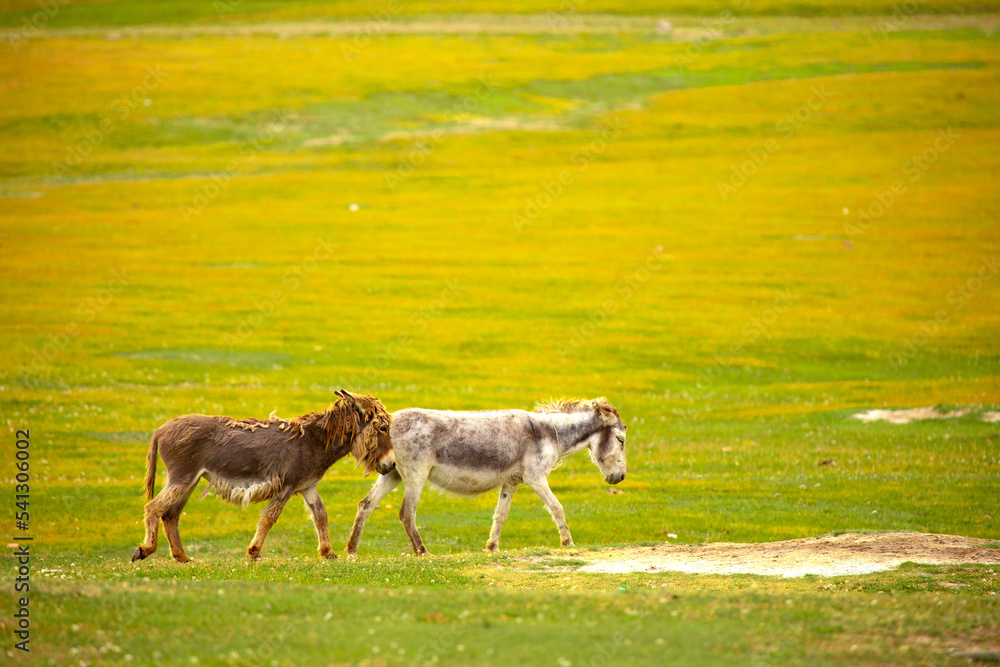 Obraz premium Donkey grazing on a green meadow. Herd of donkeys in the pasture, hardy animals in agriculture. Livestock in the mountains.
