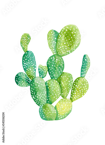 Watercolor cacti and succulent plants isolated on background. Floral illustration for your projects, greeting cards and invitations.
