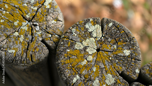 texture of old logs with mushrooms © Sergio
