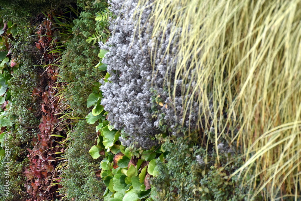 Pflanzen an einer Klimamauer im Herbst