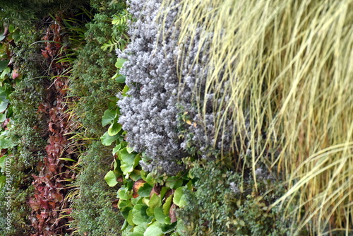 Pflanzen an einer Klimamauer im Herbst
