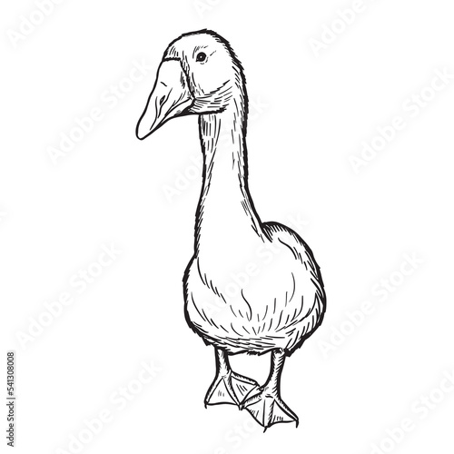 Goose engraving vector illustration isolated on white background. Sketch hand drawn front view.Farming.