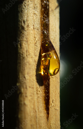 yellow drop of resin flows down the wood