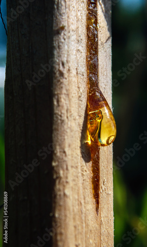 yellow drop of resin flows down the wood