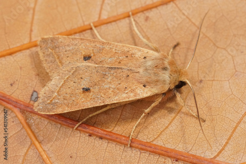 Closeup on the yellow-line Quaker owlet moth, Agrochola macilenta photo