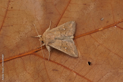 Closeup on the white-point owlet moth, Mythimna albipuncta sitting on wood photo