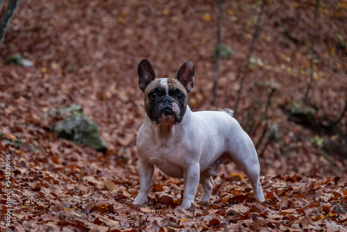 French bulldog puppy