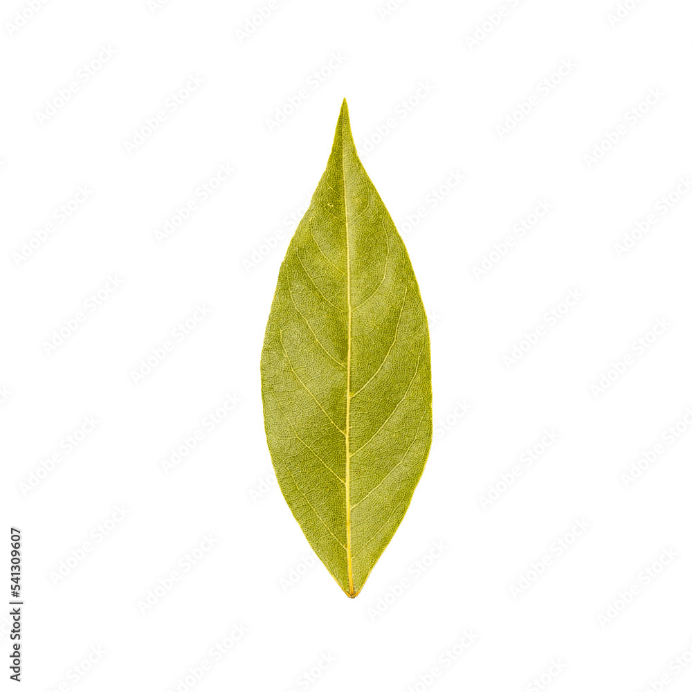 Fototapeta premium Bay leaf isolated on white background