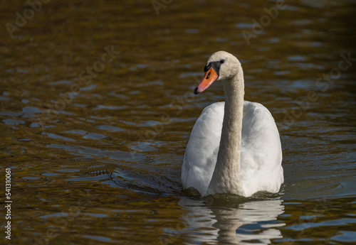 Swan white bird on dirty pond in autumn sunny fresh day