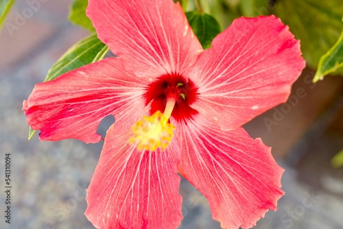 red hibiscus flower