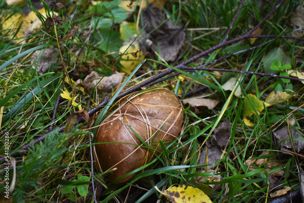 mushroom in the grass mushroom in the grass