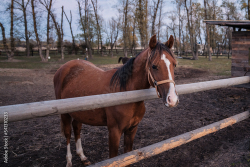 Koń na wybiegu  © Marcin