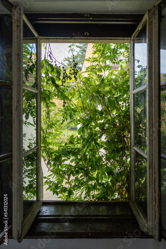 Open old wooden window overlooking the summer garden, closeup