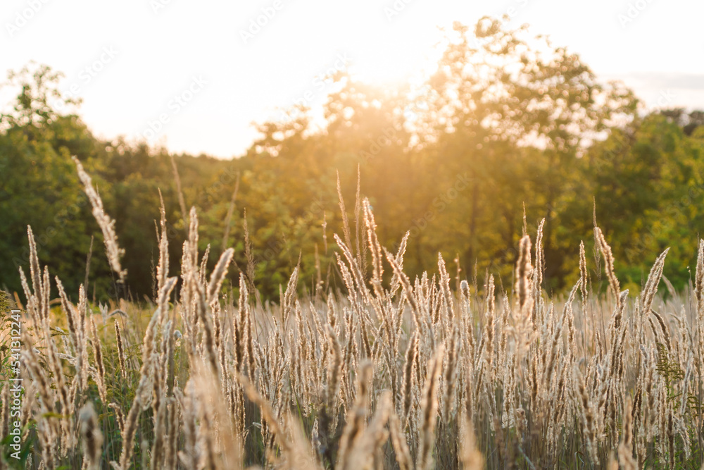 Fototapeta premium Calamagrostis arundinacea at sunset field. Bushgrass grass inflorescence. Copy space of the setting sun rays on horizon in rural meadow. Shallow depth of field. Abstract summer nature background.