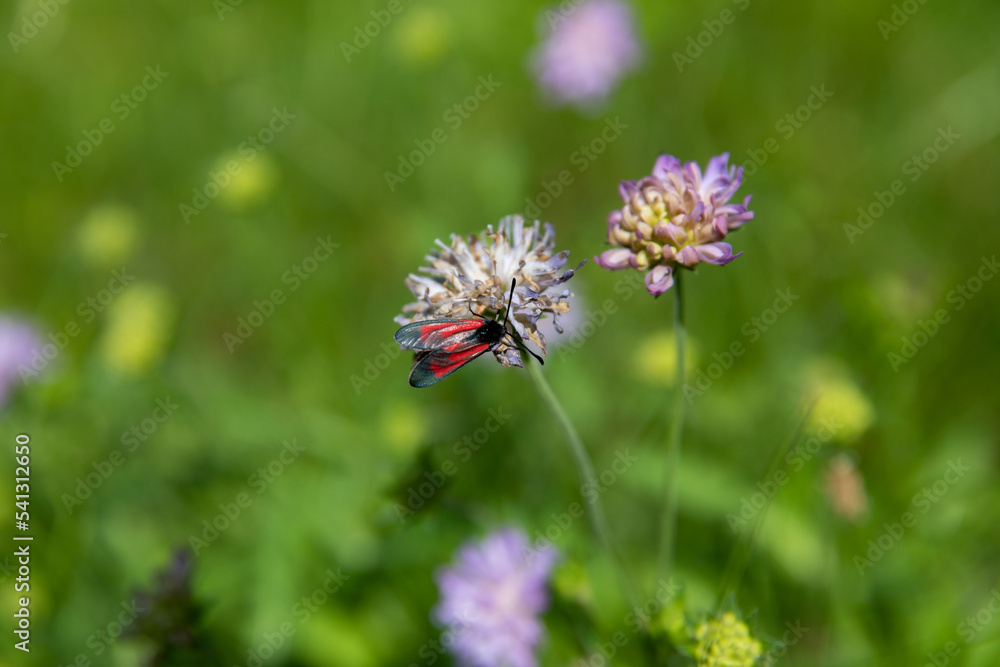 A beautiful insect with red wings on a clover flower. A beautiful insect with red wings on a clover flower.