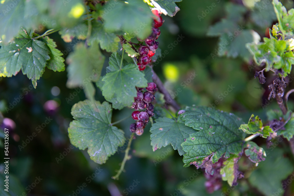 Redcurrant garden is affected by the disease. Damage to fruits and leaves. Powdery dew. Redcurrant garden is affected by the disease. Damage to fruits and leaves. Powdery dew.