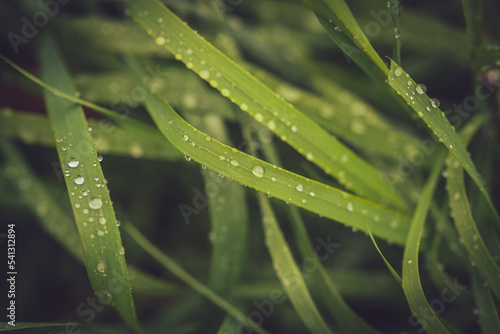 Close up of water drops on a grass 