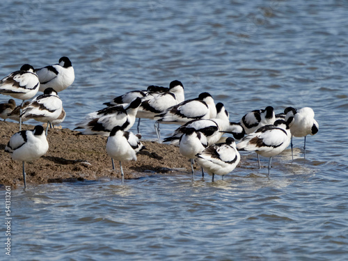 aves y naturaleza de la marisma