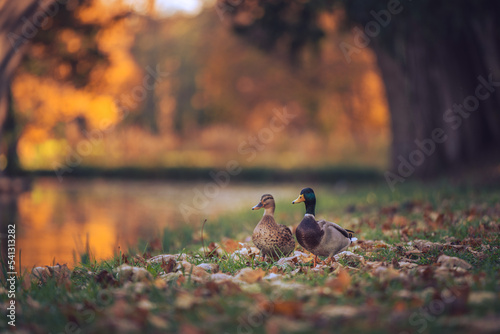 Wild ducks in autumn park isolated