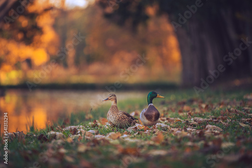 Wild ducks in autumn park #541313294