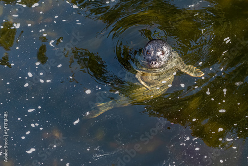 Close up full body view of a Harbor Seal (Phoca vitulina) swimming in Ketchikan Creek, Ketchikan, Alaska, USA.