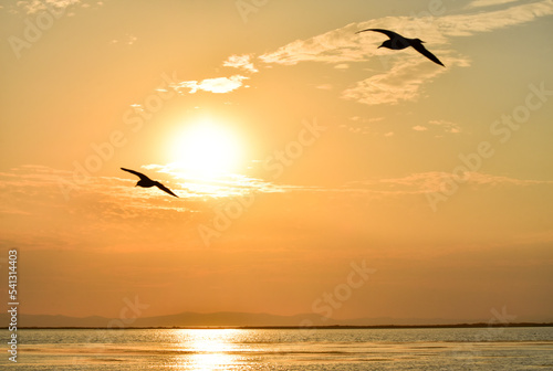 Seagulls flying on a sea at sunset, silhouette.