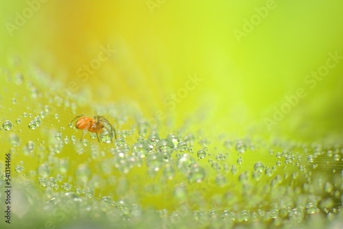 close-up of spider on the web