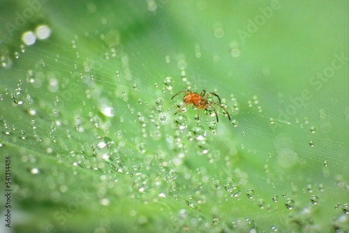 close-up of spider on the web