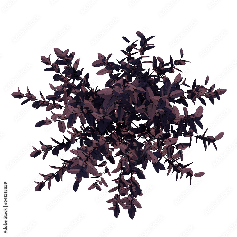 Top view of Plant (Alternanthera brasiliana large purple alternanthera