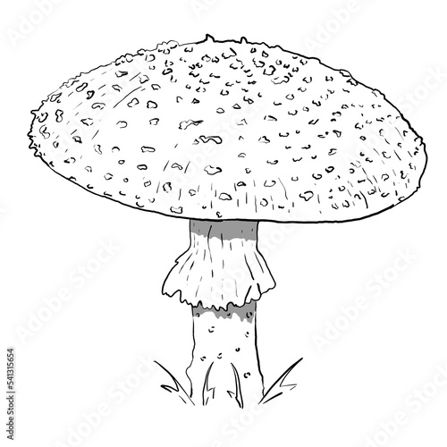 fly agaric mushroom hand-drawn in vector style