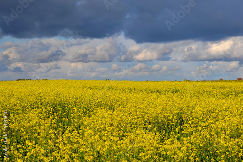 agriculture industry canola field landscape in the countryside and blue sky