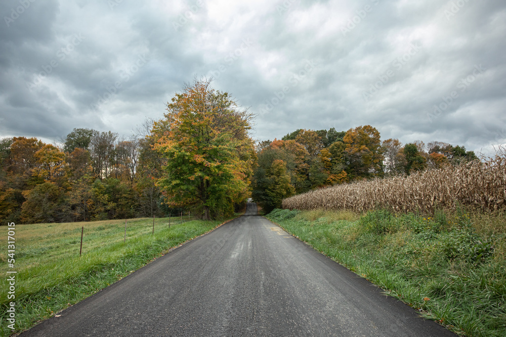 Blacktop country road through trees and near a corn field in the fall | Holmes County, Ohio