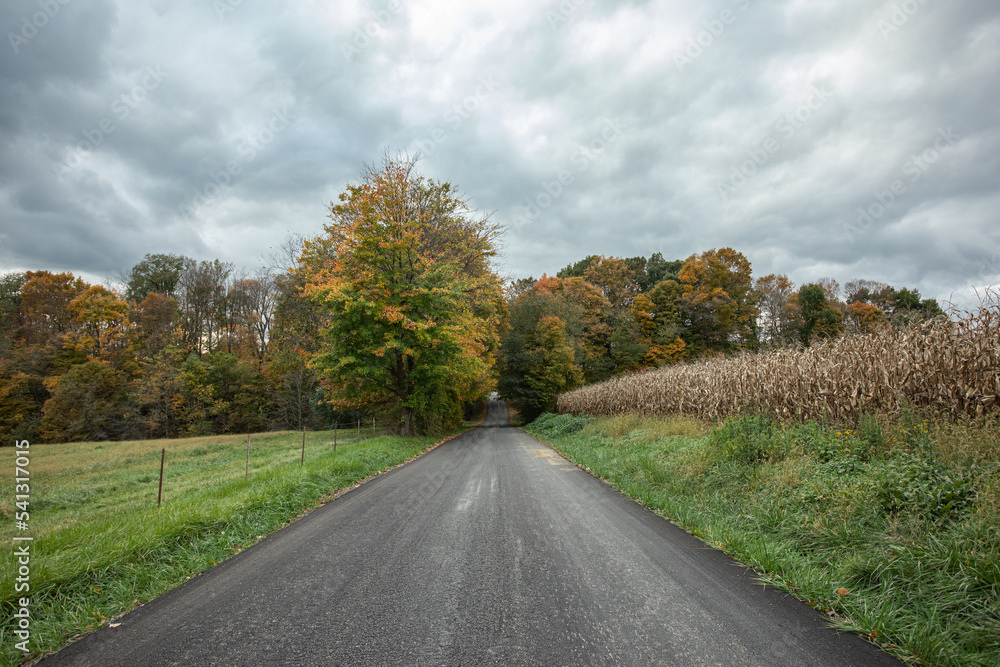 Blacktop country road through trees and near a corn field in the fall | Holmes County, Ohio Blacktop country road through trees and near a corn field in the fall | Holmes County, Ohio