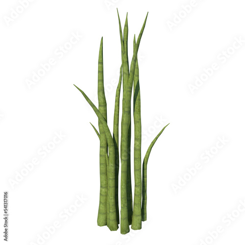 Front view of Plant (African spear plant Sansevieria cylindrica) Tree png 