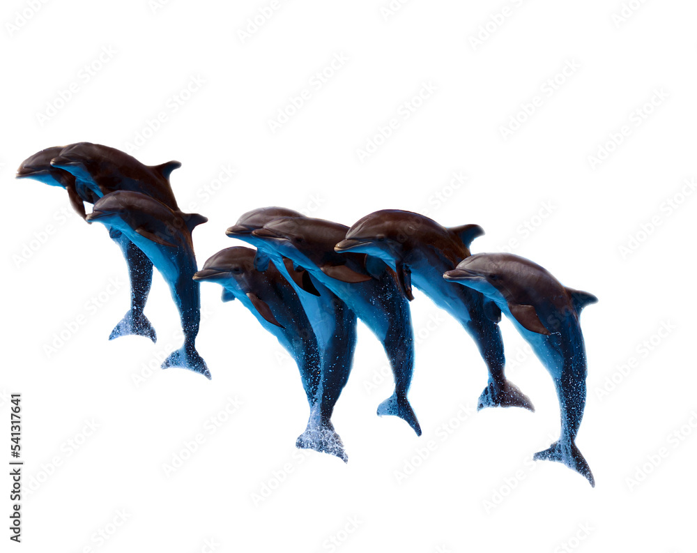 Dolphins at the water park of Tenerife
