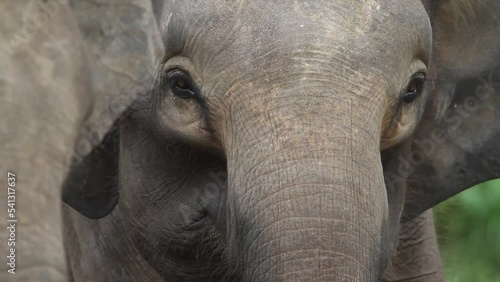 Bornean Pygmy Elephant Malaysia