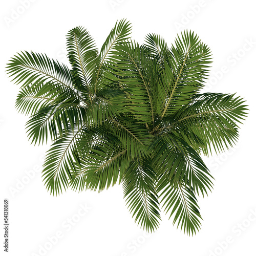 Top view of Plant (Generic Palm tree 2) Tree png © Emmanuel Vidal