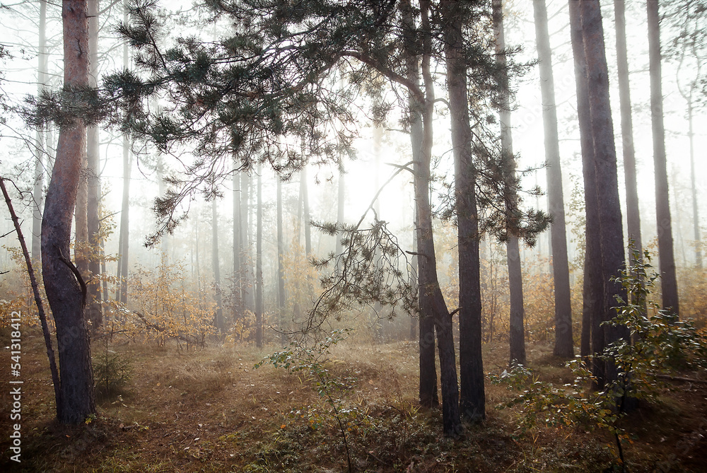 Fog in morning in autumn forest. Fog in morning in autumn forest.