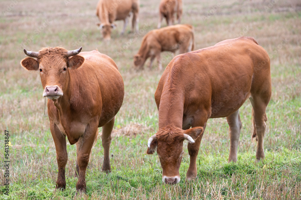 Cows grazing in the pasture. Cattle in the field on an autumn day.