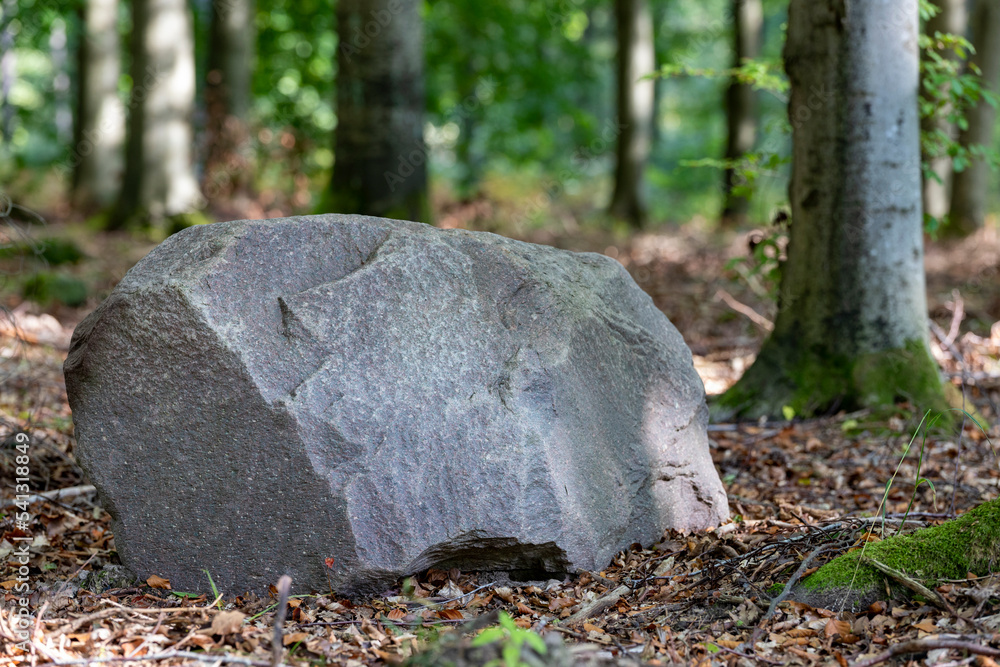 Obraz premium A large stone in the forest. Erratic boulder between trees.