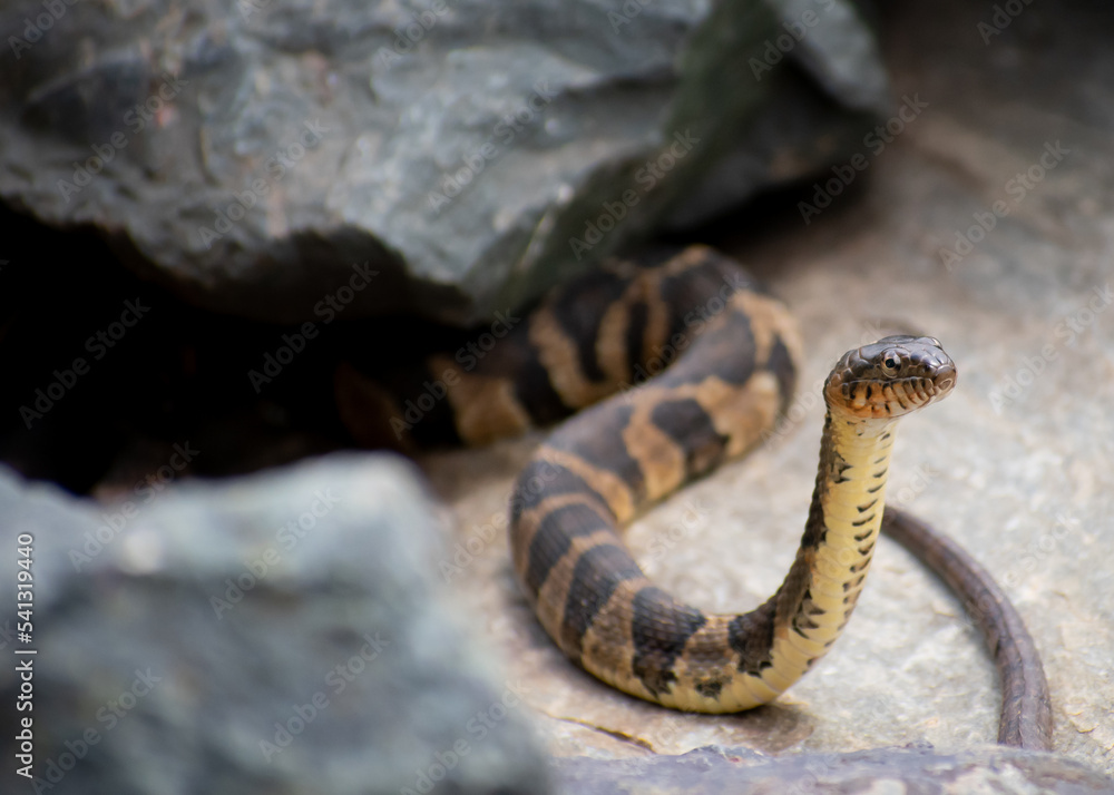 Fototapeta premium Water Snake