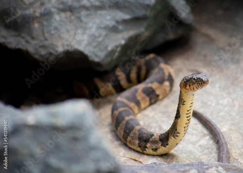 Water Snake