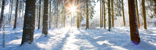 Winter landscape with forest and sun shines through snow covered trees.