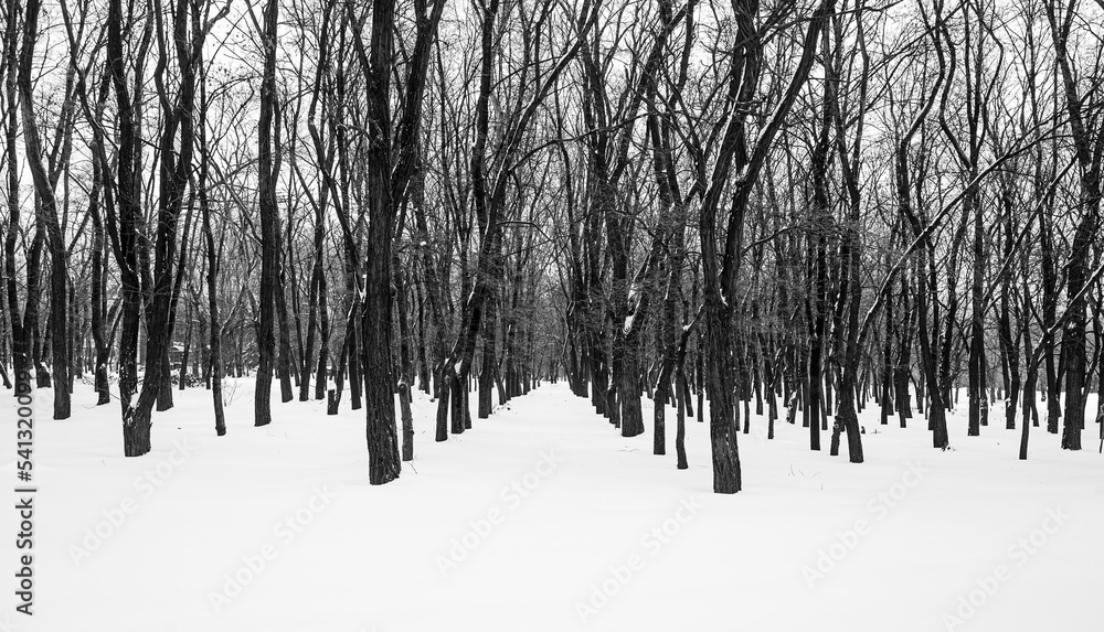 Winter nature in black and white landscape Stock Photo | Adobe Stock